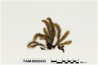 藏品(南亞美蕨苔)的圖片